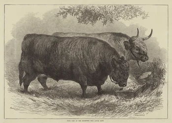 Preisrinder auf der Smithfield Club Cattle Show